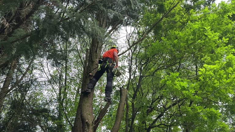 Best Seasonal Cleanup (Spring/Fall)  in Anna, TX